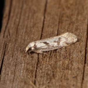 Eusemocosma pruinosa at Melba, ACT - 10 Nov 2020