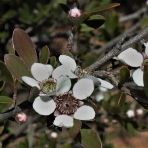 Gaudium brevipes at Coree, ACT - 10 Nov 2020