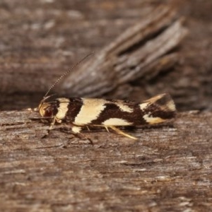 Macrobathra desmotoma at Melba, ACT - 10 Nov 2020