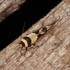 Macrobathra desmotoma at Melba, ACT - 10 Nov 2020