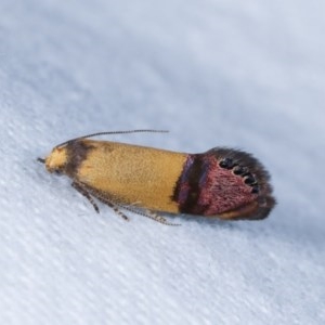 Eupselia satrapella and similar species at Melba, ACT - 10 Nov 2020