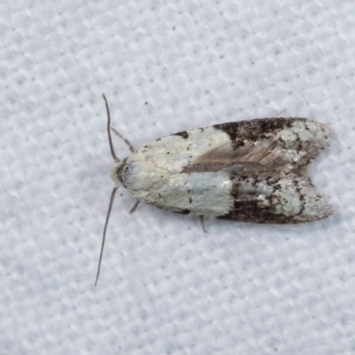 Tracholena sulfurosa (A tortrix moth) at Melba, ACT - 10 Nov 2020 by kasiaaus
