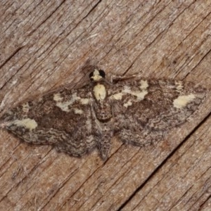 Pasiphilodes testulata at Melba, ACT - 10 Nov 2020 10:22 PM