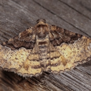 Aporoctena undescribed species at Melba, ACT - 10 Nov 2020