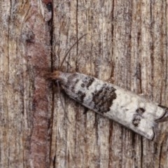 Spilonota constrictana (A Tortricid moth) at Melba, ACT - 10 Nov 2020 by kasiaaus