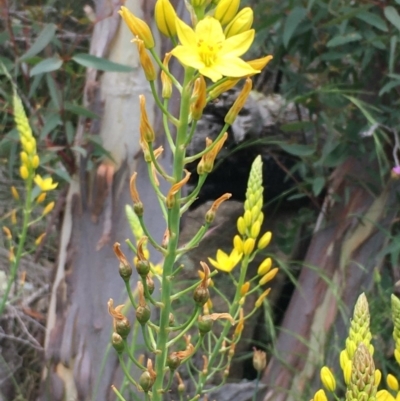Bulbine glauca (Rock Lily) at Yarrow, NSW - 13 Nov 2020 by JaneR