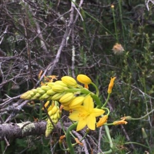 Bulbine glauca at Yarrow, NSW - 13 Nov 2020