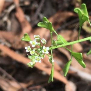 Capsella bursa-pastoris at Yarrow, NSW - 13 Nov 2020