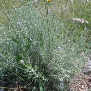 Vittadinia gracilis at Kambah, ACT - 6 Nov 2020