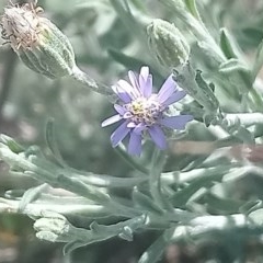 Vittadinia gracilis at Kambah, ACT - 6 Nov 2020