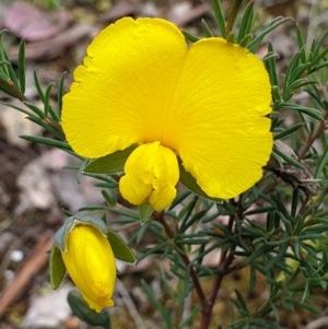 Gompholobium huegelii at Holt, ACT - 9 Nov 2020