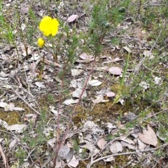 Gompholobium huegelii at Holt, ACT - 9 Nov 2020