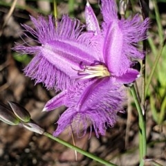 Thysanotus tuberosus subsp. tuberosus (Common Fringe-lily) at Cook, ACT - 7 Nov 2020 by drakes