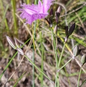 Thysanotus tuberosus subsp. tuberosus at Cook, ACT - 7 Nov 2020