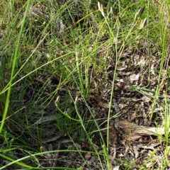 Thysanotus tuberosus subsp. tuberosus at Cook, ACT - 7 Nov 2020