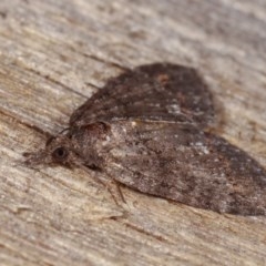 Microdes squamulata at Melba, ACT - 10 Nov 2020