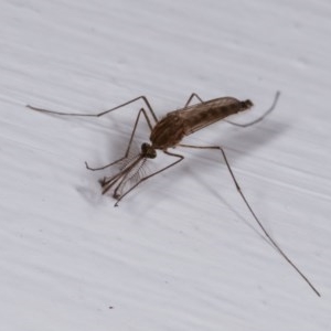 Culicidae (family) at Melba, ACT - 10 Nov 2020