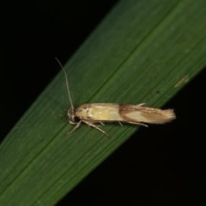 Stathmopoda crocophanes at Melba, ACT - 10 Nov 2020