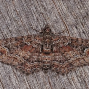 Chloroclystis filata at Melba, ACT - 10 Nov 2020