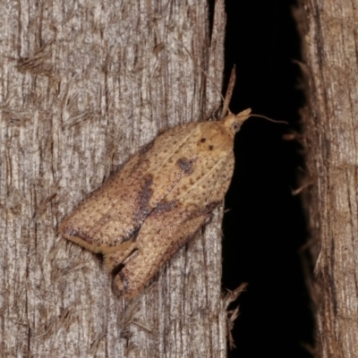 Epiphyas postvittana (Light Brown Apple Moth) at Melba, ACT - 10 Nov 2020 by kasiaaus