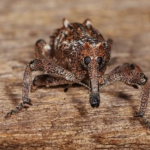 Orthorhinus cylindrirostris at Melba, ACT - 10 Nov 2020 11:56 PM