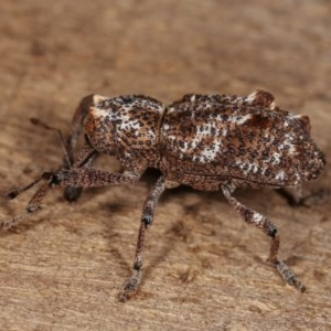 Orthorhinus cylindrirostris at Melba, ACT - 10 Nov 2020