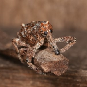 Orthorhinus cylindrirostris at Melba, ACT - 10 Nov 2020 11:56 PM