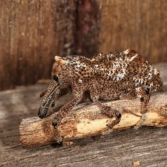 Orthorhinus cylindrirostris at Melba, ACT - 10 Nov 2020 11:56 PM