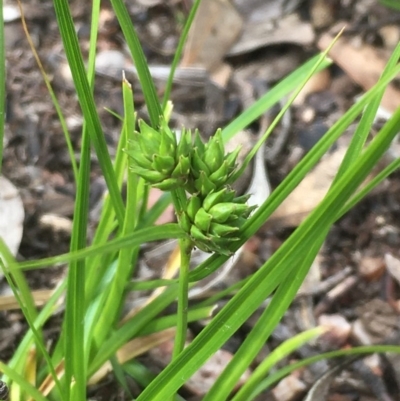 Carex inversa (Knob Sedge) at Yarrow, NSW - 13 Nov 2020 by JaneR