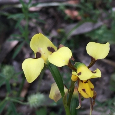 Diuris sulphurea (Tiger Orchid) at Yarrow, NSW - 13 Nov 2020 by JaneR