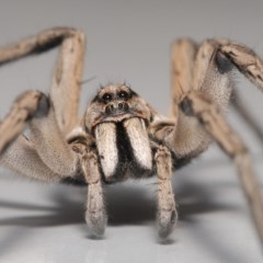 Tasmanicosa sp. (genus) (Unidentified Tasmanicosa wolf spider) at Evatt, ACT - 13 Nov 2020 by TimL