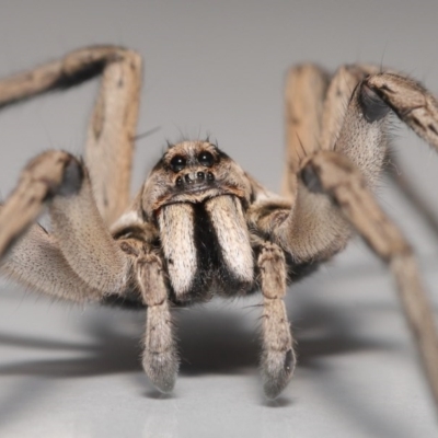 Tasmanicosa sp. (genus) (Tasmanicosa wolf spider) at Evatt, ACT - 13 Nov 2020 by TimL