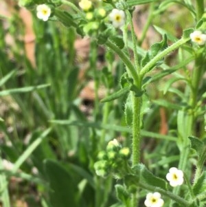 Hackelia suaveolens at Yarrow, NSW - 13 Nov 2020