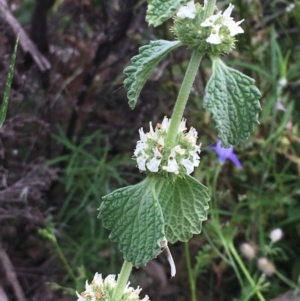 Marrubium vulgare at Yarrow, NSW - 13 Nov 2020