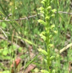 Microtis sp. (Onion Orchid) at Googong Foreshore - 13 Nov 2020 by JaneR
