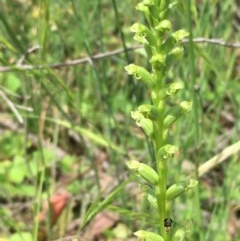 Microtis (genus) (onion orchids) at Yarrow, NSW - 13 Nov 2020 by JaneR