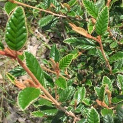 Pomaderris betulina (Birch Pomaderris) at Googong Foreshore - 13 Nov 2020 by JaneR