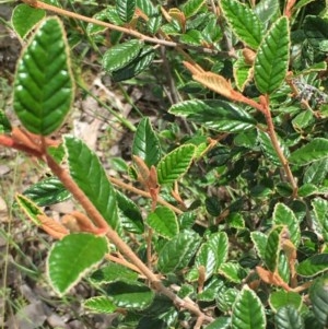 Pomaderris betulina at Yarrow, NSW - 13 Nov 2020