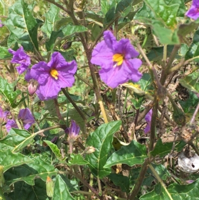 Solanum cinereum (Narrawa Burr) at Googong Foreshore - 13 Nov 2020 by JaneR