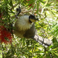 Philemon corniculatus (Noisy Friarbird) at Kambah, ACT - 8 Nov 2020 by MatthewFrawley