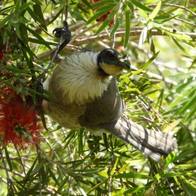 Philemon corniculatus (Noisy Friarbird) at Kambah, ACT - 8 Nov 2020 by MatthewFrawley