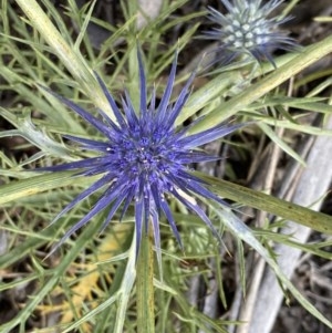 Eryngium ovinum at Hughes, ACT - 13 Nov 2020