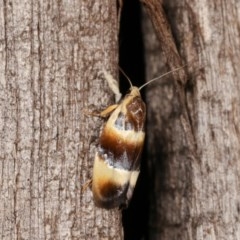 Piloprepes anassa (A Concealer moth) at Melba, ACT - 10 Nov 2020 by kasiaaus