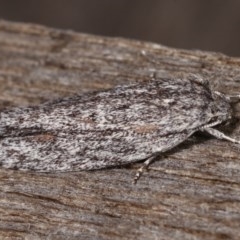 Agriophara dyscapna (A Flat-bodied moth (Depressidae) at Melba, ACT - 10 Nov 2020 by kasiaaus