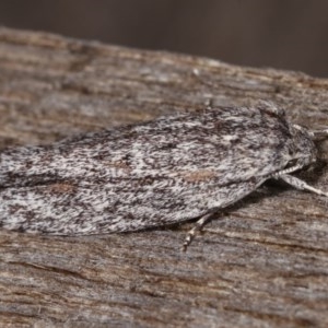 Agriophara dyscapna at Melba, ACT - 10 Nov 2020