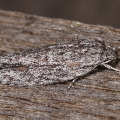 Agriophara dyscapna (A Flat-bodied moth (Depressidae) at Melba, ACT - 10 Nov 2020 by kasiaaus