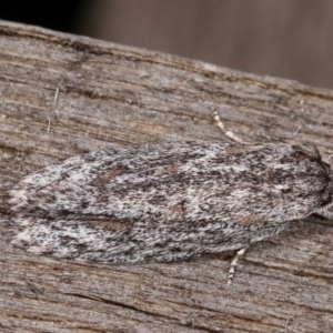 Agriophara dyscapna at Melba, ACT - 10 Nov 2020