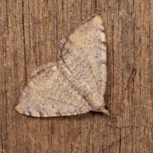 Chrysolarentia mecynata at Melba, ACT - 10 Nov 2020