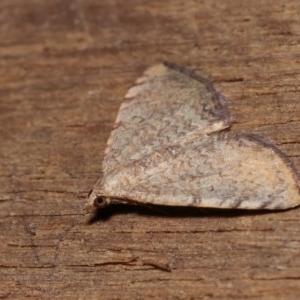 Chrysolarentia mecynata at Melba, ACT - 10 Nov 2020