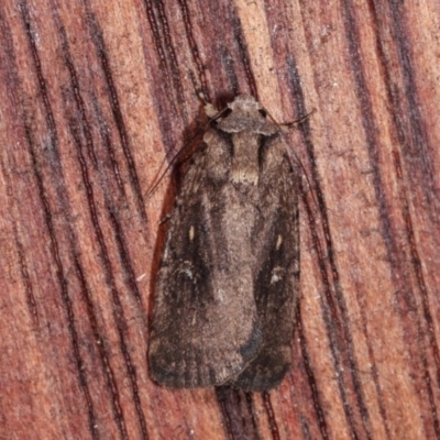 Proteuxoa provisional species 2 (A Noctuid moth) at Melba, ACT - 10 Nov 2020 by kasiaaus